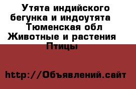 Утята индийского бегунка и индоутята  - Тюменская обл. Животные и растения » Птицы   